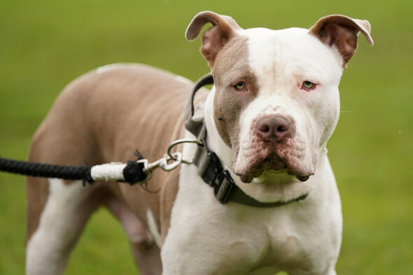 Ban on XL bully dogs in England and Wales to come into effect on 31 December - Vimarsana News