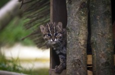 What's a Fishing Cat cub? This is a Fishing Cat cub
