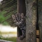 What's a Fishing Cat cub? This is a Fishing Cat cub