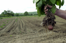 This year's potato harvest 'worst in recent memory', says IFA