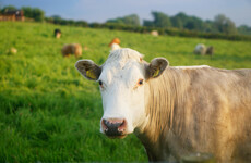 Beef exports to China suspended after case of Atypical BSE discovered in Irish cow