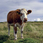 Martin hopes China beef exports can resume in 'matter of months' after pause over Atypical BSE case
