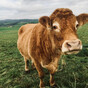 Dr Catherine Conlon: Where does BSE come from and what are the risks?