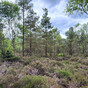 Final deal on contentious EU nature restoration law gets divided reception in Ireland