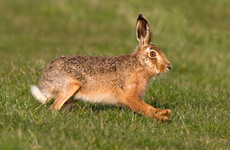 Sinn Féin members vote for strong regulation of hare coursing