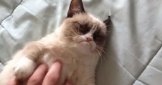 VIDEO: Is this the grumpiest cat in the world?