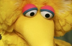 Internet rallies to defence of Big Bird but Romney insists he loves him