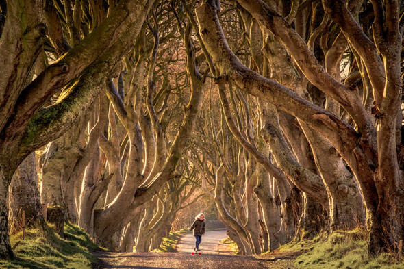 Six trees at the Dark Hedges made famous by Game Of Thrones to be cut down next week - Vimarsana News