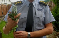 Iggy What? Lizard found in Kildare garden
