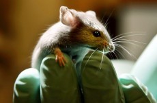 Potential infertility cure: stem cells create viable eggs in mice