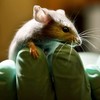 Potential infertility cure: stem cells create viable eggs in mice