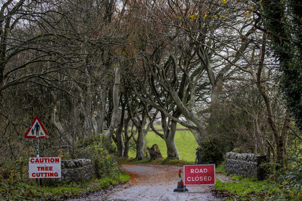 Work begins on cutting down six trees at the Dark Hedges made famous by Game Of Thrones - Vimarsana News
