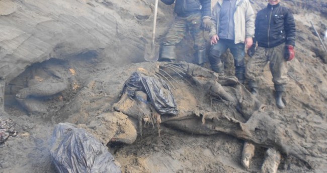 11-year-old goes wandering, stumbles across 30,000-year-old woolly mammoth