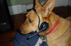 Man gets call from burglar... who turns out to be his dog