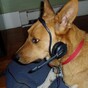 Man gets call from burglar... who turns out to be his dog