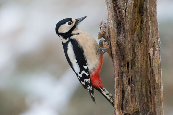 Damage to electricity poles by woodpeckers led to 'substantial' upgrades this year - Vimarsana News