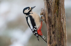 Damage to electricity poles by woodpeckers led to 'substantial' upgrades this year