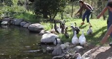 VIDEO: watch ducks swimming for the first time, and bloody loving it