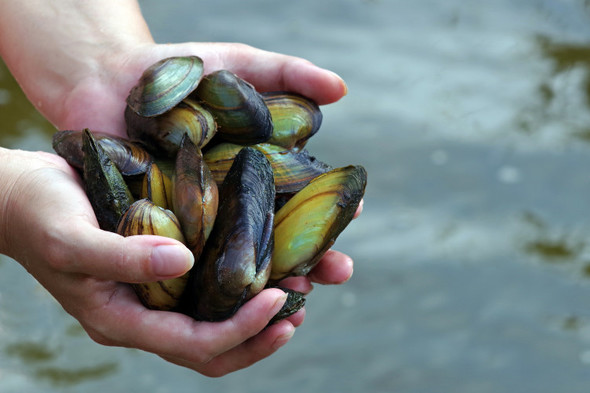 Landowner who decimated rare mussel habitat fined €11k, ordered to allow NPWS staff onto land - Vimarsana News