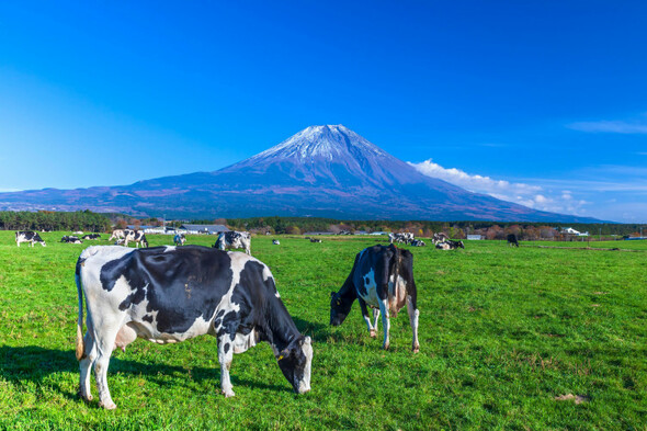 Japanese space company tests new cow dung based rocket fuel - Vimarsana News