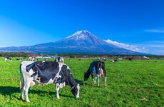 Japanese space company tests new cow dung based rocket fuel