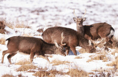 Proposed changes to how Ireland culls its deer population met with mixed reaction