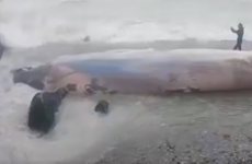 Whale carcass washed up at Tramore pier in Waterford currently unmoveable