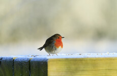 Dreams of a white Christmas growing fainter due to climate change
