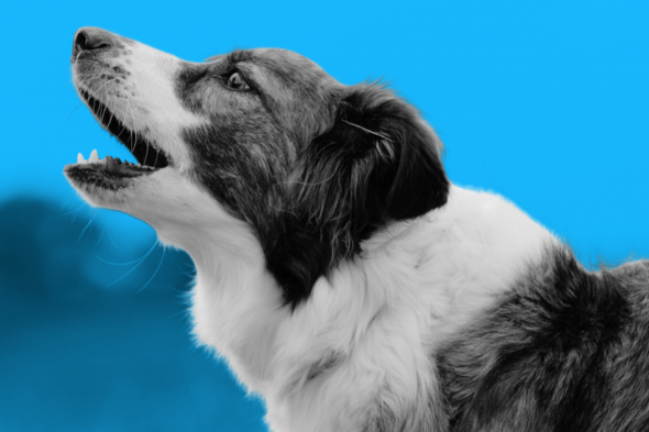 Hospital admissions for dog bites soar by 50% - Vimarsana News