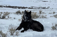 Judge gives go-ahead for wolves to be reintroduced to Colorado