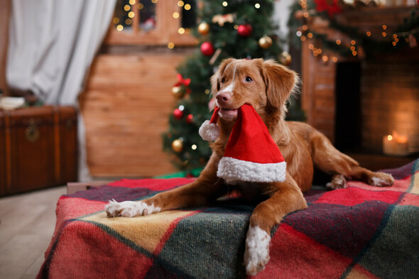 Dog behaviourist: How to keep your dog calm and happy through the Christmas chaos - Vimarsana News