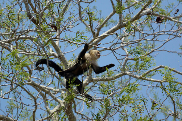 Appeal launched after monkey goes missing from Wicklow sanctuary - Vimarsana News