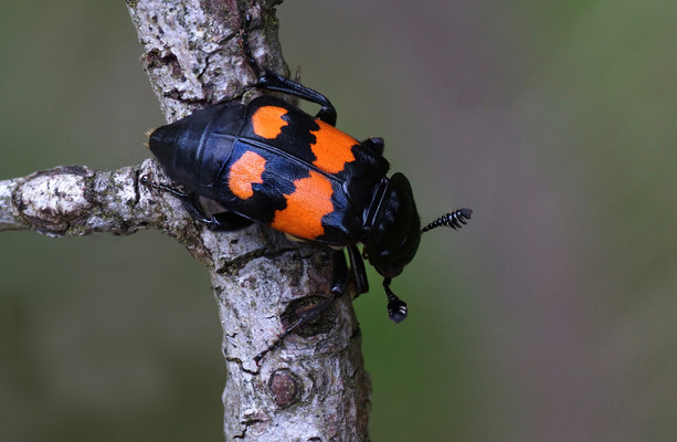 Un entomologiste légiste qui utilise des insectes pour aider à résoudre des meurtres