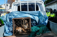 South Korea bans dog meat trade, with dog farmers to face hefty fines after 3 year grace period