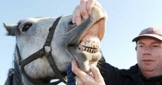 GALLERY: The last weekend of the Ballinasloe Horse Fair 2012