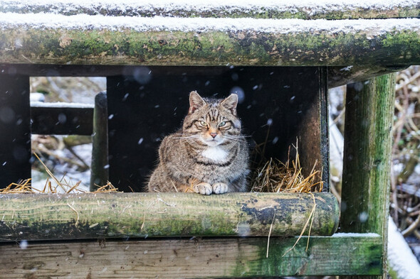 Sleet and snow for parts of the country today as temperatures to drop to - Vimarsana News