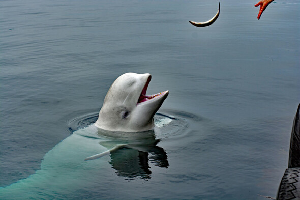 Sitdown Sunday: The Beluga whale who escaped the Russian Navy - Vimarsana News