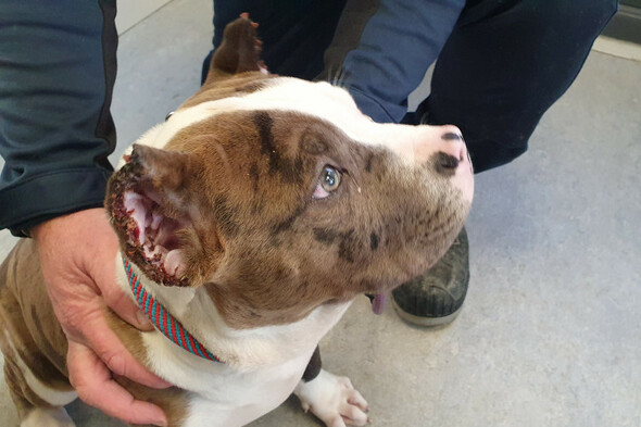 Wicklow couple fined €3,000 after admitting role in having American Bully dogs' ears cropped - Vimarsana News