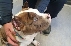Wicklow couple fined €3,000 after admitting role in having American Bully dogs' ears cropped