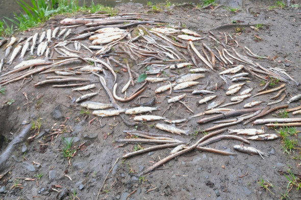 Uisce Éireann pleads guilty to two water pollution charges over north Clare 'fish kill' - Vimarsana News