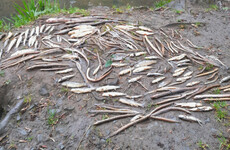 Uisce Éireann pleads guilty to two water pollution charges over north Clare ‘fish kill'