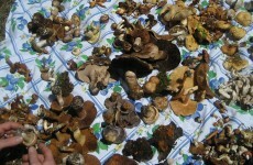 You've been warned: Don't eat the mushrooms growing in the wild