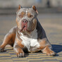Dog behaviourist: The problem of dog attacks won't be solved with just a ban on certain breeds