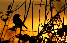Poll: Have you noticed a grand stretch in the evening?