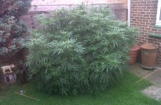 Elderly couple grew enormous cannabis plant… by mistake