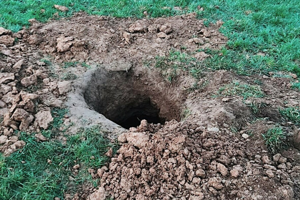 Gardaí appeal for witnesses into potential 'badger baiting' in Limerick - Vimarsana News