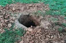 Gardaí appeal for witnesses into potential 'badger baiting' in Limerick