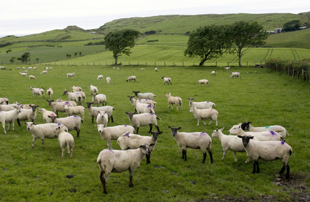 Cinquante moutons ont été volés dans le comté de Derry, tandis qu'« un grand nombre de moutons » ont été saisis dans le comté d'Antrim.