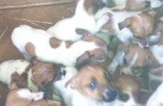 Fifty puppies found in Dublin cars in animal cruelty investigation