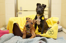 Two puppies rescued from bog as Dogs Trust receives over 400 post-Christmas surrender requests